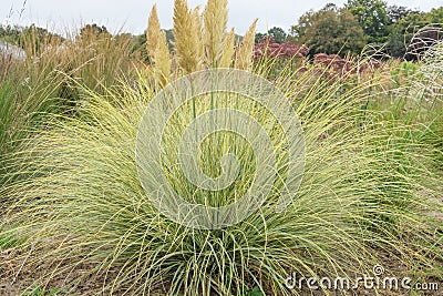 Pampas grass Cortaderia selloana Golden Goblin with creme white plumes Stock Photo